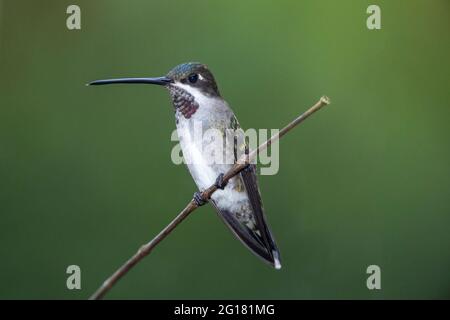 Langschnabelkehlchen-Kolibri, Heliomaster longirostris, erwachsenes Männchen, das auf dem Ast thront, Trinidad und Tobago Stockfoto