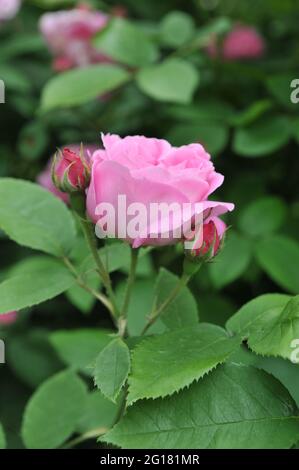 Rosa Bourbon Kletterrose (Rosa) Coupe d'Hebe blüht im Juni in einem Garten Stockfoto