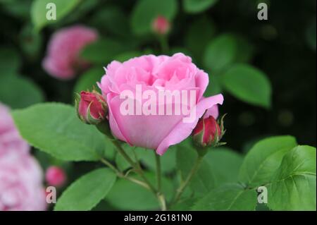Rosa Bourbon Kletterrose (Rosa) Coupe d'Hebe blüht im Juni in einem Garten Stockfoto