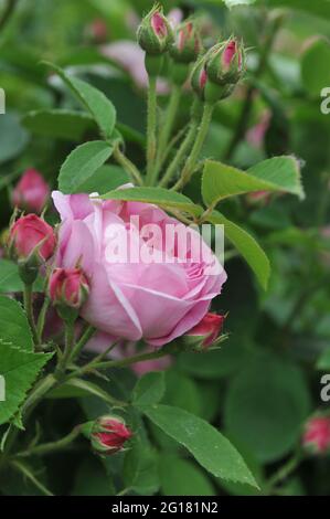 Rosa Bourbon Kletterrose (Rosa) Coupe d'Hebe blüht im Juni in einem Garten Stockfoto