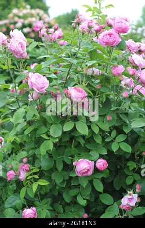 Rosa Bourbon Kletterrose (Rosa) Coupe d'Hebe blüht im Juni in einem Garten Stockfoto