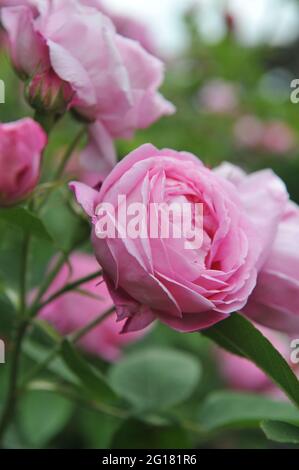 Rosa Bourbon Kletterrose (Rosa) Coupe d'Hebe blüht im Juni in einem Garten Stockfoto