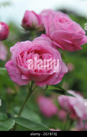 Rosa Bourbon Kletterrose (Rosa) Coupe d'Hebe blüht im Juni in einem Garten Stockfoto