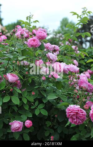Rosa Bourbon Kletterrose (Rosa) Coupe d'Hebe blüht im Juni in einem Garten Stockfoto