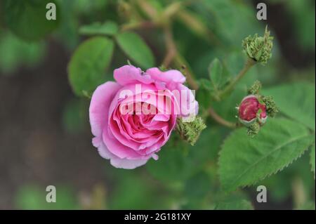 Rosa Centifolia Rose im Mai blüht Moos in einem Garten Stockfoto