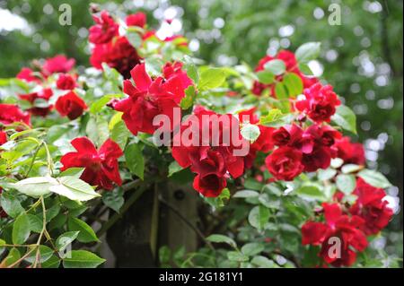 Dunkelrote Hybrid-Tee-Kletterrose (Rosa) im Juni blüht auf einer hölzernen Pergola in einem Garten die Karmesinkonquest Stockfoto