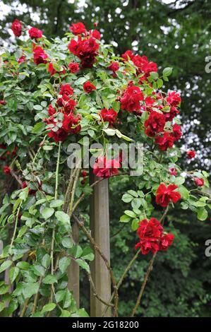 Dunkelrote Hybrid-Tee-Kletterrose (Rosa) im Juni blüht auf einer hölzernen Pergola in einem Garten die Karmesinkonquest Stockfoto