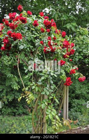 Dunkelrote Hybrid-Tee-Kletterrose (Rosa) im Juni blüht auf einer hölzernen Pergola in einem Garten die Karmesinkonquest Stockfoto