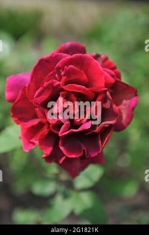 Dunkelrot Teerose-Hybride (Rosa) im Juni blüht in einem Garten die rote Blüte Stockfoto