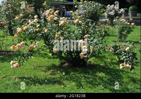 Aprikosengelbe englische Strauchrose (Rosa) Kronprinzessin Margareta blüht im Juni in einem Garten Stockfoto