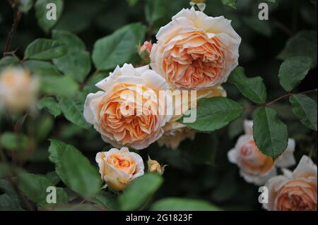 Aprikosengelbe englische Strauchrose (Rosa) Kronprinzessin Margareta blüht im Juni in einem Garten Stockfoto
