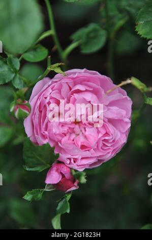 Lila-rosa Englische Strauchrose (Rosa) Charles Rennie Mackintosh blüht im Juni in einem Garten Stockfoto