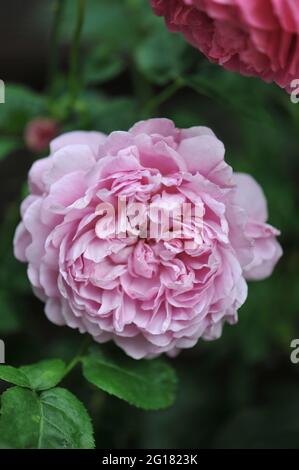 Lila-rosa Englische Strauchrose (Rosa) Charles Rennie Mackintosh blüht im Juni in einem Garten Stockfoto