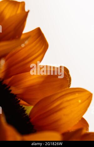 Nahaufnahme der Sonnenblume mit isoliertem Blatt auf weißem Hintergrund Stockfoto