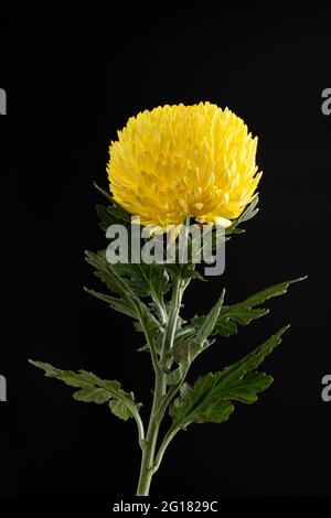 Chrysantheme segetum genannt als Pompom Blume. Asiatische Blume. Isoliert auf schwarzem Hintergrund Stockfoto