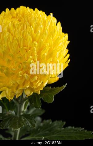 Chrysantheme segetum genannt als Pompom Blume. Asiatische Blume. Isoliert auf schwarzem Hintergrund Stockfoto