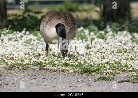 Grazing Canada Goose (Branta canadensis) Stockfoto