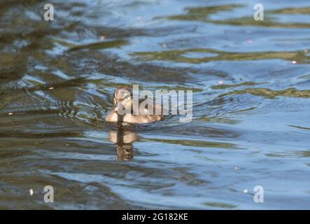 Mandarinente (Aix galericulata) Küken beim Schwimmen Stockfoto
