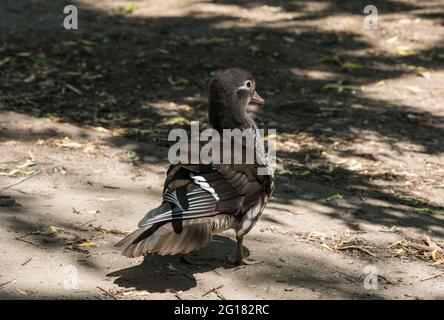 Weibliche Mandarinente (Aix galericulata) im Stehen. Konzentrieren Sie sich auf die hinteren Federn Stockfoto