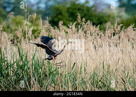 Purpurreiher, ardea purea Landung Stockfoto