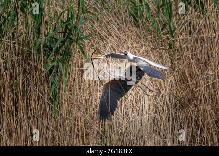 Purpurreiher, ardea purpurea im Flug mit einer mittelmeermöwe und Nistmaterial Stockfoto