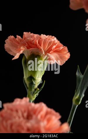 Ein rosa Nelke vor schwarzem Hintergrund Stockfoto