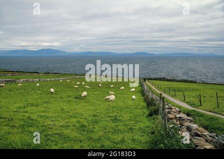 Schafe weiden auf der Farm mit Blick auf den Nordatlantik in der Nähe von Slea Head Drive auf der Dingle Peninsula, die Teil des Wild Atlantic Way ist Stockfoto