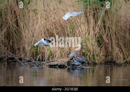 Purpurreiher, ardea purpurea, der sein Nest gegen die möwe verteidigt Stockfoto