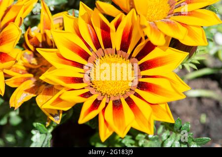 Gelbe Gazania Blume aus nächster Nähe. Gazania Rigens (Schatzblume, afrikanische Gänseblümchen) Draufsicht. Stockfoto