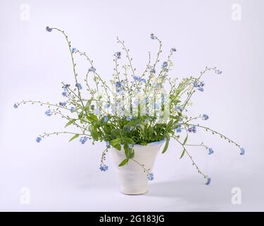 Bouquet von blauen wilden Vergissmeinnicht-Blumen in weißer Vase auf weißem Hintergrund. Stockfoto
