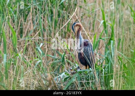 Seltener Purpurreiher, ardea purea beobachtet seine Netzlinge Stockfoto