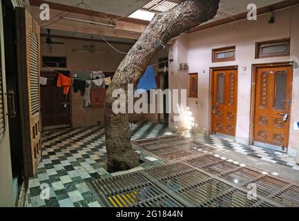 Beawar, Rajasthan, Indien, 5. Juni 2021: Der 130-jährige Neem-Baum kam aus der Terrasse und durchläuft mitten in einem dreistöckigen Haus in Beawar. Eine indische Familie kompromittierte mit dem Entwurf des Hauses, hielt es aber nicht für angemessen, einen Baum zu schneiden, der den Bau des Hauses blockierte. Die Familie ist ein einzigartiges Beispiel für Umweltschutz für diejenigen, die Bäume für die Stadtentwicklung und den Straßenausbau schneiden. Familie glaubt, dass ein Baum die Gesundheit besser hält. Nicht einmal ein einziges Mitglied dieser 35-köpfigen Familie wurde in den letzten zwei Jahren der Corona-Pandemie krank. Kredit: Sumit-Samarwat/Alamy Live Nachrichten Stockfoto