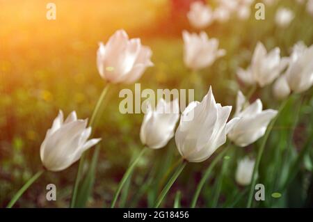 Weiße Tulpenblüten. Tulpen blühen auf dem Feld. Stockfoto