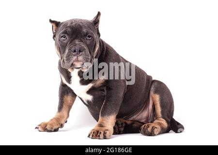 Ein Welpe der American Bully Rasse der tricolor Farbe. Eine neu geschaffene Begleithund Rasse in den Vereinigten Staaten. Isoliert auf weißem Hintergrund, c Stockfoto