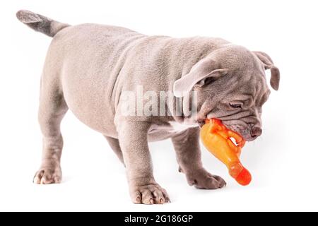 Ein violett gefärbter American Bully Welpe spielt mit einem Plastikspielzeug. Isoliert auf weißem Hintergrund Stockfoto