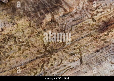 Spuren des Rindenkäfers im Holz Stockfoto