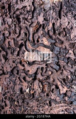 Spuren des Rindenkäfers in der Baumrinde Stockfoto