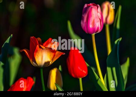 Wilde Tulpen in roten und gelben Farbtönen Stockfoto