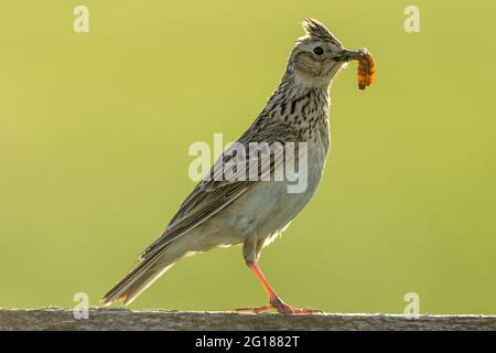 Skylark füttert an einem Sommerabend. Nach rechts mit Larven im Schnabel. Wissenschaftlicher Name: Alauda arvensis. Hintergrundbeleuchtetes Bild und sauberer Hintergrund. Platz Stockfoto