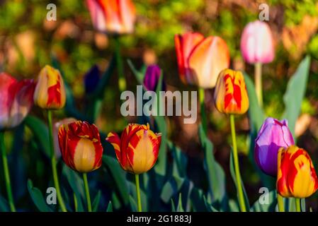 Wilde Tulpen in roten, gelben, violetten und rosa Farbtönen Stockfoto