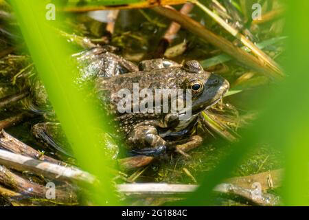 Marschfrosch (Pelophylax ridibundus) am Basingstoke Canal in Hampshire, eine nicht-einheimische Art von Wasserfrosch in Großbritannien Stockfoto