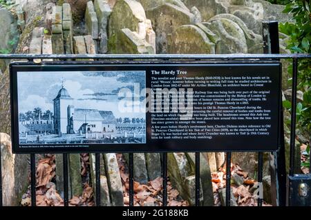 Informationstafel vor dem Hardy Tree im alten St. Pancras Kirchhof. Grabsteine von Thomas Hardy bewegt, wenn ein Vermesser im neunzehnten Jahrhundert. Stockfoto