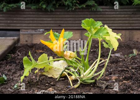 Blume auf Courgette 'Zucchini', Cucurbita pepo, wächst in einem Gemüsegarten oder Zuteilung. Stockfoto