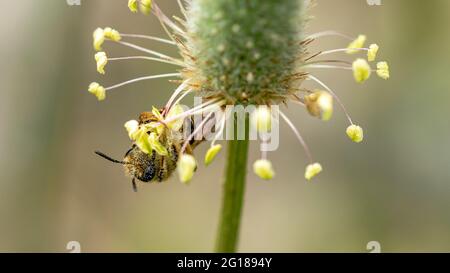 Eine kleine Honigbiene, die nach süßem Pollen sucht, um sich in leckeren Honig zu verwandeln Stockfoto