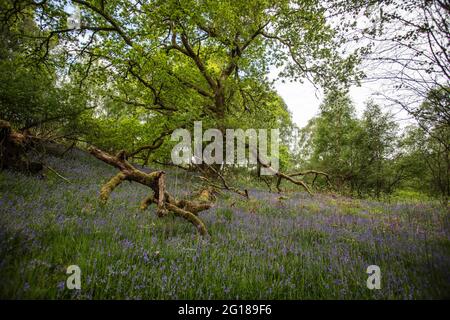 Little Druim Wood liegt in der Nähe von Lendrick, Stirling, Scotland, United Kingdom, FK17 8HR. Stockfoto