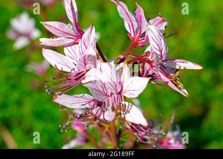 Dictamnus albus, eine weiße, aromatische Blume mit rötlichen Adern, wird auch als brennender Busch, Gasanlage oder Fraxinella bezeichnet Stockfoto