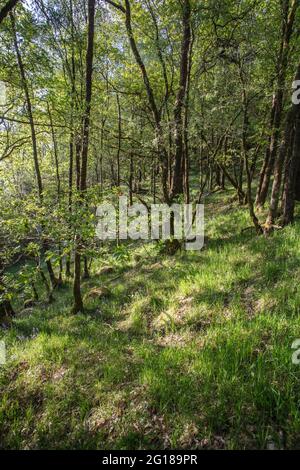 Little Druim Wood liegt in der Nähe von Lendrick, Stirling, Scotland, United Kingdom, FK17 8HR. Stockfoto