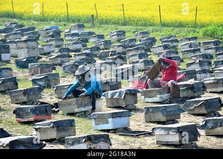 Imker Sind Damit Beschäftigt, Honig Aus Den Bienenstöcken In Der Nähe Des Senffeldes Zu Sammeln Stockfoto