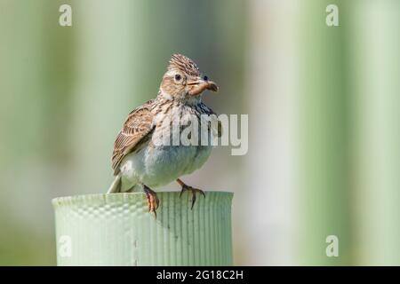 Skylark (Alauda arvensis) im Ury Riverside Park, Inverurie, Aberdeenshire, Schottland, Großbritannien Stockfoto