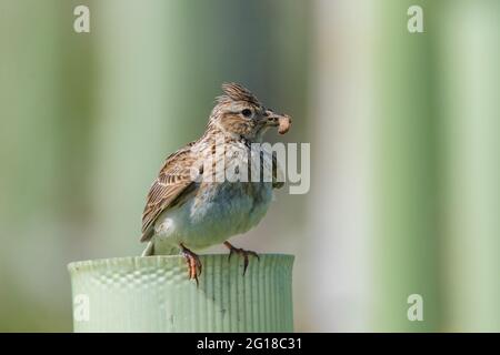 Skylark (Alauda arvensis) im Ury Riverside Park, Inverurie, Aberdeenshire, Schottland, Großbritannien Stockfoto